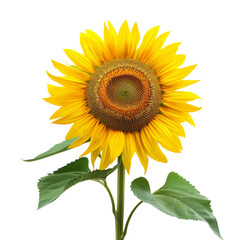 Obraz premium Sunflower on a transparant background, PNG, Generative AI