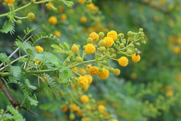 flowers and leaves of Vachellia farnesiana	