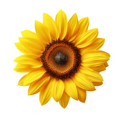 Fototapeta premium Sunflower on a transparant background, PNG, Generative AI