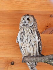 great horned owl