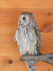 great horned owl