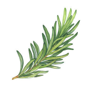 green rosemary sprig watercolor clip art preview
