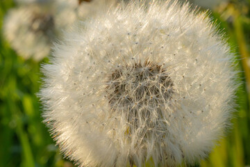 Detailed macro shot of a dandelion seed head illuminated by sunlight, highlighting the intricate...