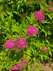 flowers in the garden