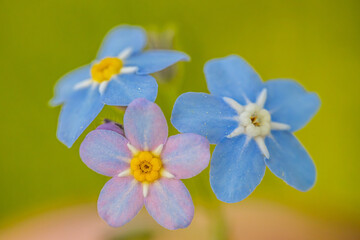 Detailed macro shot of blue and pink Myosotis sylvatica flowers, also known as woodland forget-me-nots, against a blurred green background. The delicate petals and vibrant centers are clearly visible