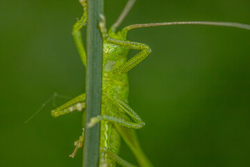 Detailed macro shot of a green grasshopper perched on a plant stem with fine textures and details of the insect and plant visible. The blurred yellow-green background enhances the subject.