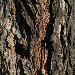 Mulberry tree natural texture 