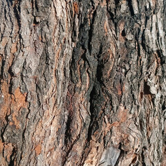 natural texture of a Mulberry tree