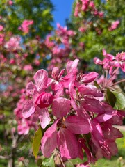 Tender pink apple tree blossom, blooming apple tree