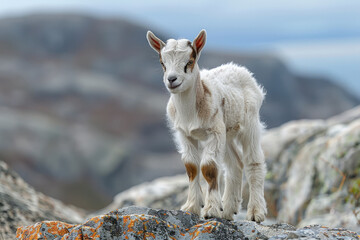 A baby goat standing on a rocky hill, looking adventurous - Powered by Adobe