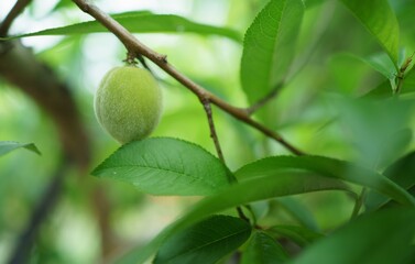 A single, green peach hangs from a slender branch of a peach tree. The fuzzy skin of the peach is a bright green color, with a slight blush of pink towards the stem.  A few small leaves with serrated 