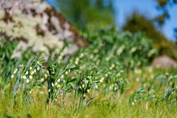 Flower of the Polygonatum odoratum, known as angular Solomons seal or scented Solomons seal....