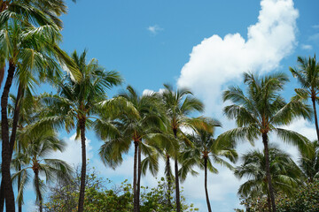 coconut trees