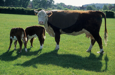 Horizontal image. Hereford cow with twin calves in a grass meadow. closeup. Looking at camera. Location: Norfolk UK Europe 2001