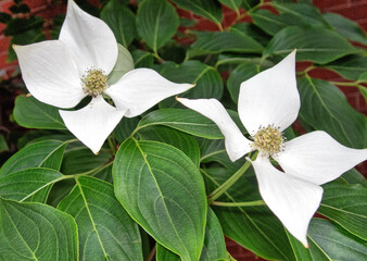 Flowering dogwood in spring