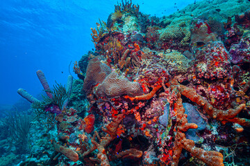 Fototapeta premium Caribbean coral garden off the coast the island of Roatan, Honduras