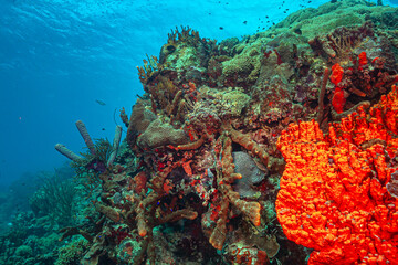 Caribbean coral garden off the coast the island of Roatan, Honduras