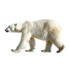 Fototapeta premium white polar bear isolated