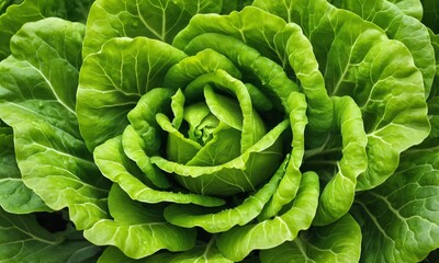 Fototapeta premium Close-up of a green lettuce head.