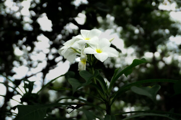 A pristine Plumeria, also known as Frangipani, flower, showcasing its exquisite white and yellow petals against a soft, garden-blurred background