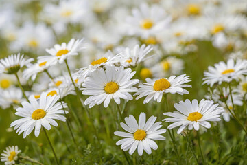 Fototapeta premium daisy field 2