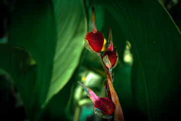 On a radiant and sunny day, vivid Canna Indica, often referred to as the Red Trumpet Flower, graces the scene with its vibrant blooms