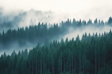 Dense forest with tall pine trees and fog on it