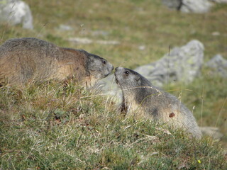 marmottes