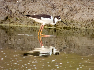 Black-necked Stilt Himantopus mexicanus in Costa Rica