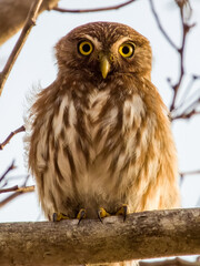 Ferruginous Pygmy-Owl Glaucidium brasilianum in Costa Rica