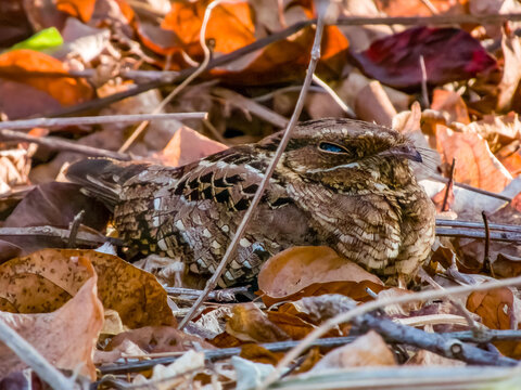 Common Pauraque Nyctidromus albicollis in Costa Rica