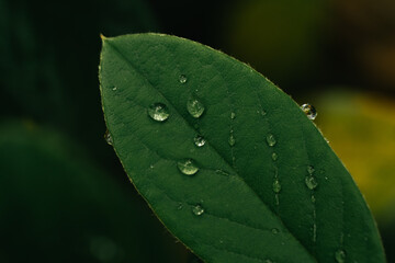 Leaf with water drops