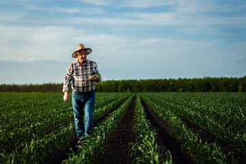Senior farmer walking in corn field at sunset.
