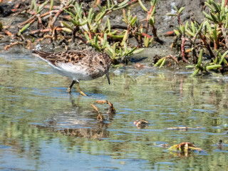 Least Sandpiper Calidris minutilla in Costa Rica