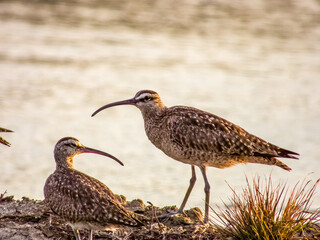 Whimbrel Numenius phaeopus in Costa Rica