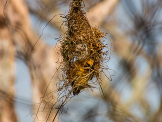 Streak-backed Oriole Icterus pustulatus in Costa Rica