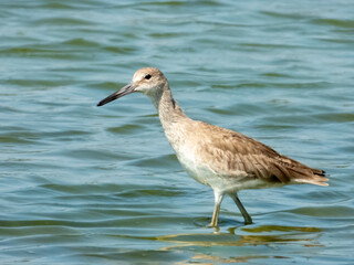 Willet Tringa semipalmata in Costa Rica