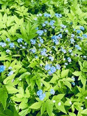 tender small blue flowers in green