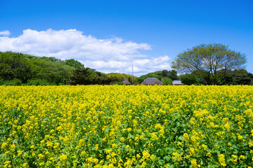 Obraz premium 茨城県ひたちなか市 ひたち海浜公園の菜の花畑