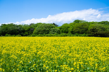 茨城県ひたちなか市　ひたち海浜公園の菜の花畑