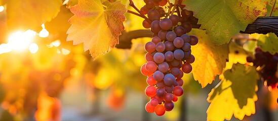Vibrant autumn hues of red orange and yellow grapevine leaves at a vineyard under the warm glow of sunset with clusters of grapes ripening beautifully amid winemaking and organic fruit cultivation Cl