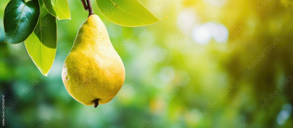 Sticker A ripe pear fruit growing on a tree in the lush fruit garden with a clear background for copy space image