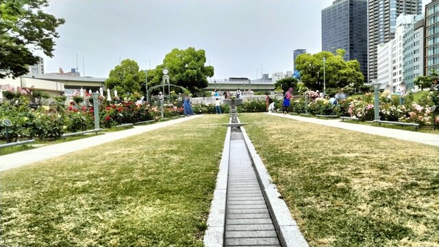 Nakanoshima Park, Rose Garden, Osaka, Japan