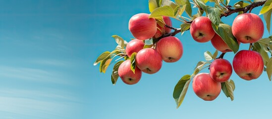 Close up of many paradise apples on a blue sky background with a branch of blurred apples in the backdrop featuring a Chinese Apple fruit with a Malus prunifolia ideal for a copy space image