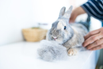 Woman grooming a gray rabbit with a comb glove. White background. Copy space. Concept of pet health...
