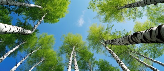 Fototapeta premium A view upwards towards a birch grove during summer with a blue sky in the background perfect for a copy space image