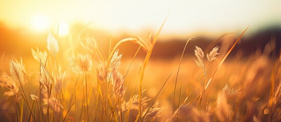A warm sun setting or rising over a blurred grass field creating a summer atmosphere with yellow and orange hues casting light and shadow in the background providing a serene copy space image - Powered by Adobe