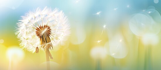 Macro shot of a dandelion with a dreamy ambiance and copy space image