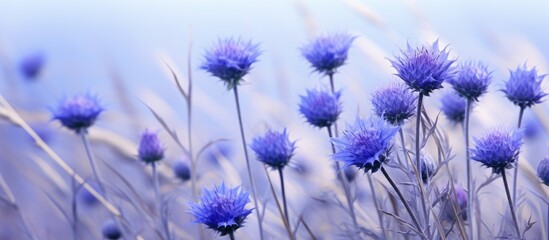 Blue knapweed flowers in a field of rye with copy space image