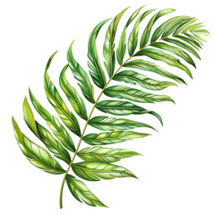 Fern_Leaf , ISOLATED transparent background 